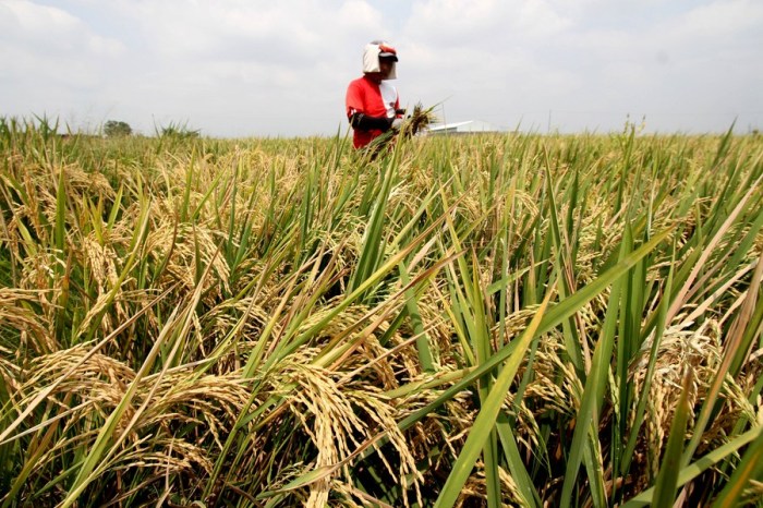 Harga gabah jawa timur hari ini