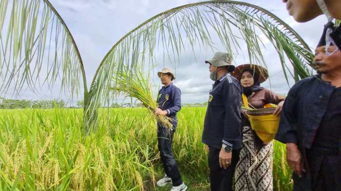 Harga gabah kering hari ini madiun