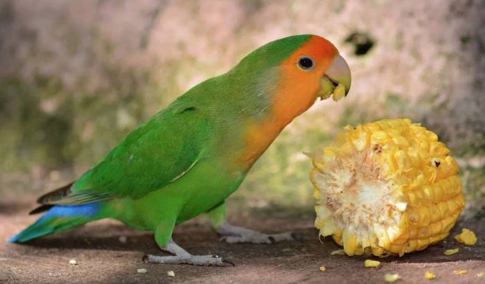 Gabah bangkok untuk lovebird