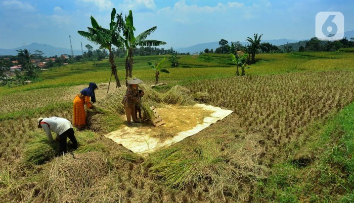 Harga gabah jawa timur