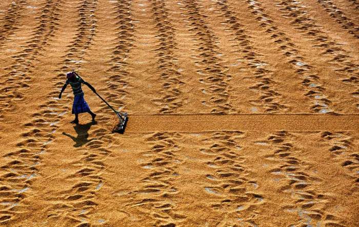 Rice drying grains road cambodia preview Penyusutan gabah basah menjadi gabah kering