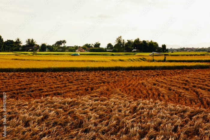 Gabah hasil panen sawah mempunyai kadar air 25