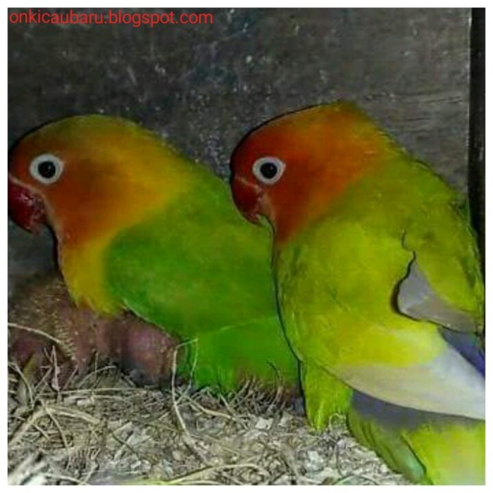 Manfaat gabah bangkok untuk ternak lovebird