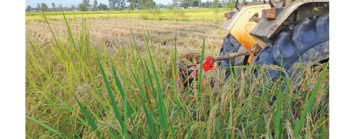 Harga gabah adalah