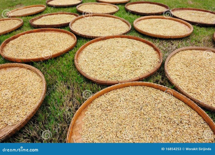 Drying paddy essiccamento riso risaia Cara menyimpan gabah kering