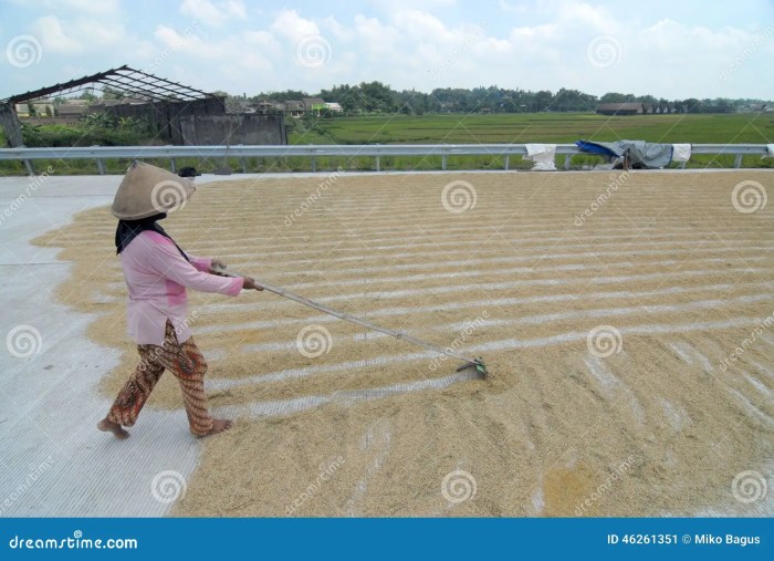 Cara membuat alat pengering gabah
