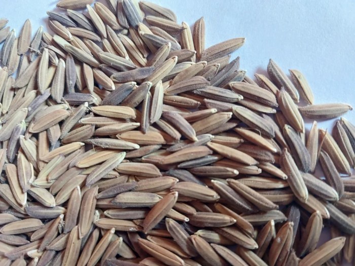 Paddy northeastern Beli gabah kering