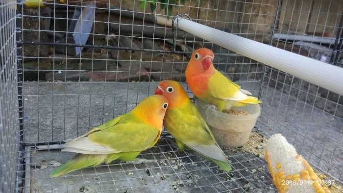 Gabah beras merah buat lovebird